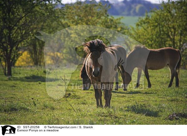 Exmoor Ponys on a meadow / SST-20258