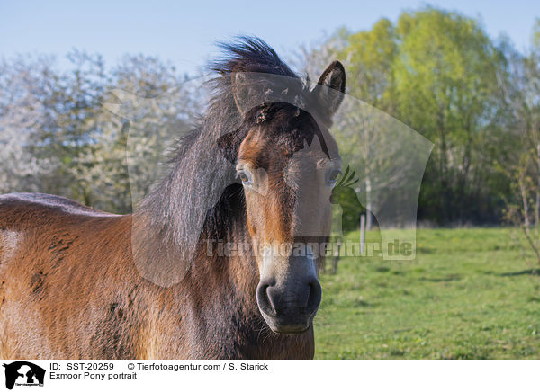 Exmoor Pony portrait / SST-20259