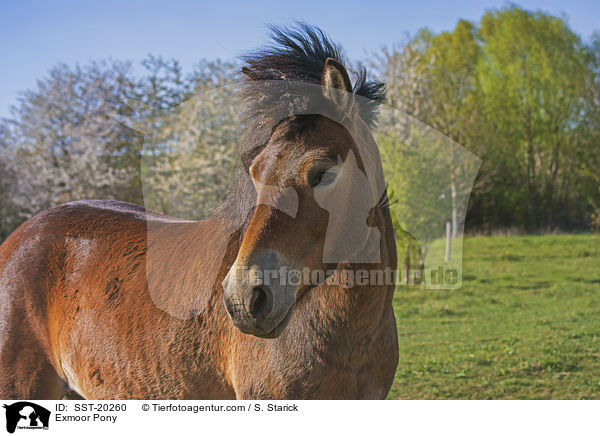 Exmoor Pony / SST-20260