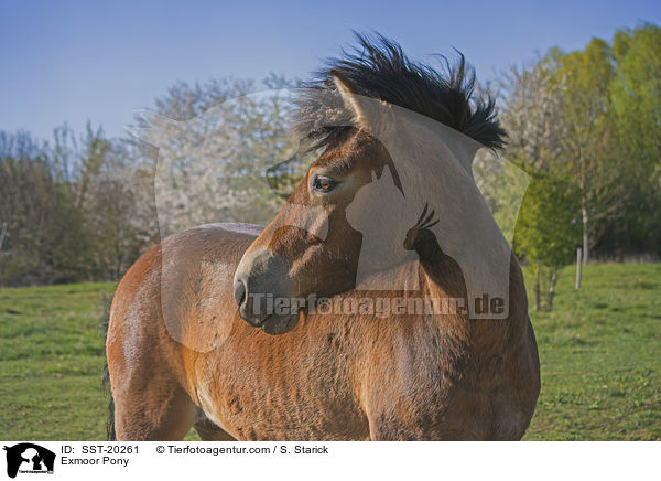 Exmoor Pony / SST-20261