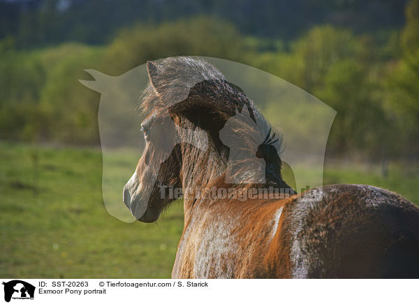 Exmoor Pony portrait / SST-20263