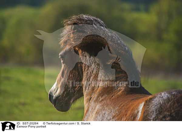 Exmoor Pony portrait / SST-20264