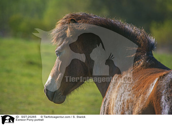 Exmoor Pony portrait / SST-20265