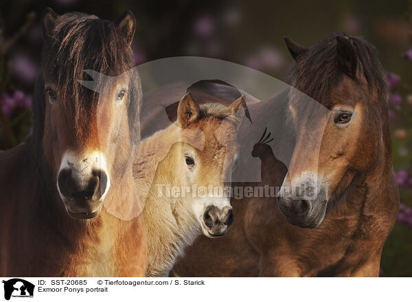 Exmoor Ponys portrait / SST-20685