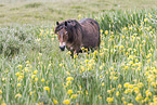 walking Exmoor Pony