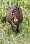 walking Exmoor Pony