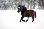 running Exmoor Pony