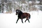 running Exmoor Pony