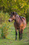 standing Exmoor-Pony