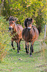 trotting Exmoor-Ponys