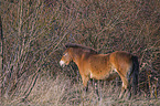 standing Exmoor Pony