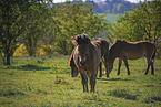 Exmoor Ponys on a meadow