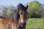 Exmoor Pony portrait