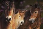 Exmoor Ponys portrait