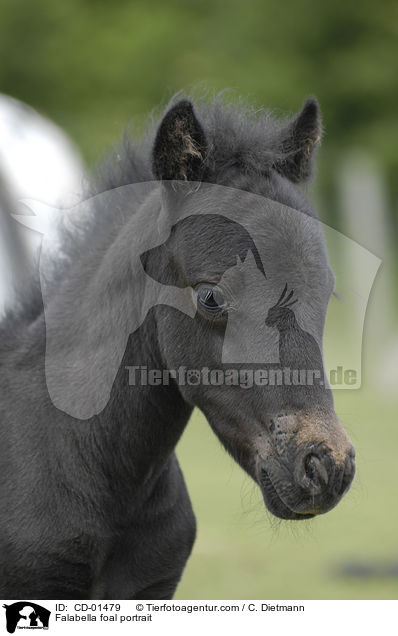 Falabella foal portrait / CD-01479