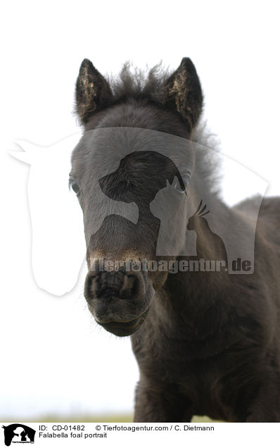 Falabella foal portrait / CD-01482