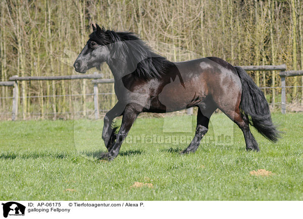 galloping Fellpony / AP-06175