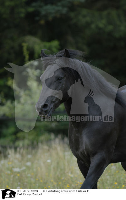 Fell Pony Portrait / AP-07323