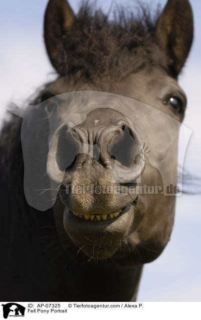 Fell Pony Portrait / AP-07325