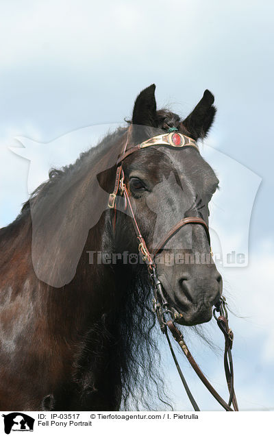 Fell Pony Portrait / IP-03517