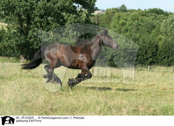 galloping Fell Pony / IP-03525