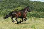 galloping Fell Pony