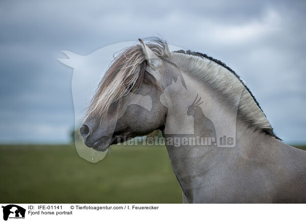 Fjord horse portrait / IFE-01141