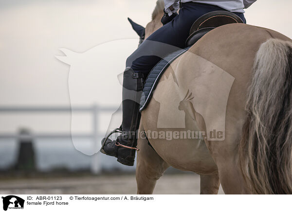 female Fjord horse / ABR-01123