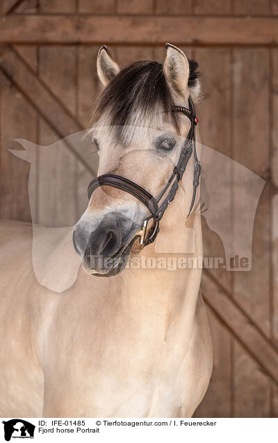 Fjord horse Portrait / IFE-01485