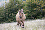 walking Fjord horse