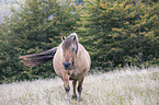 walking Fjord horse