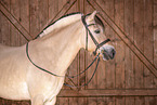 Fjord horse Portrait