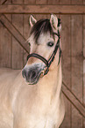 Fjord horse Portrait