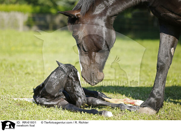 newborn foal / RR-61601