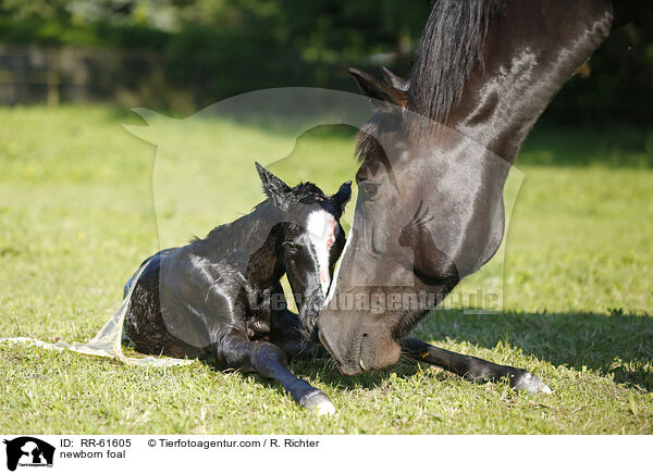 newborn foal / RR-61605