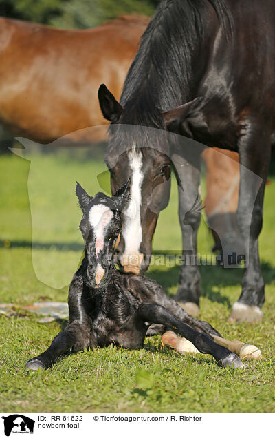 newborn foal / RR-61622