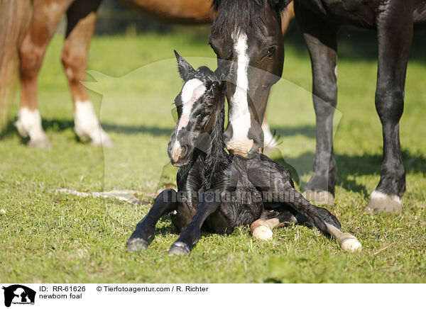 newborn foal / RR-61626