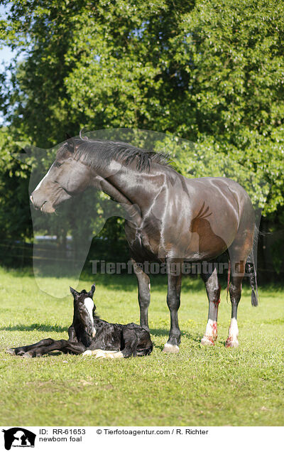 newborn foal / RR-61653