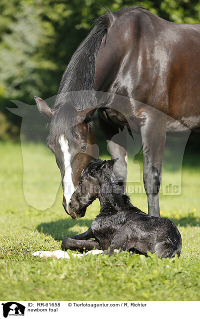 newborn foal / RR-61658
