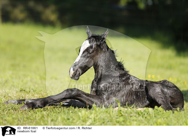 newborn foal / RR-61661