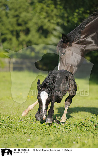 newborn foal / RR-61666