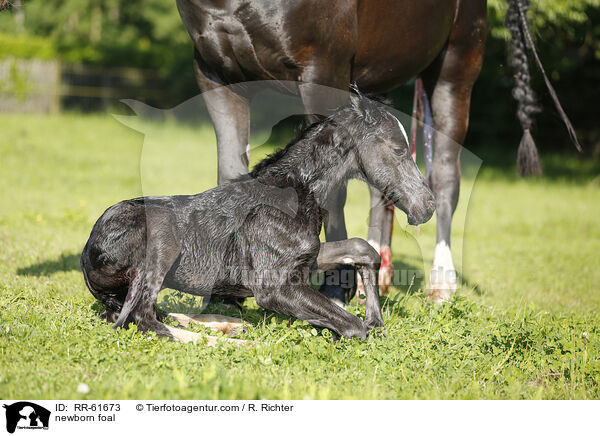 newborn foal / RR-61673