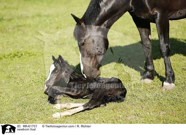 newborn foal / RR-61701