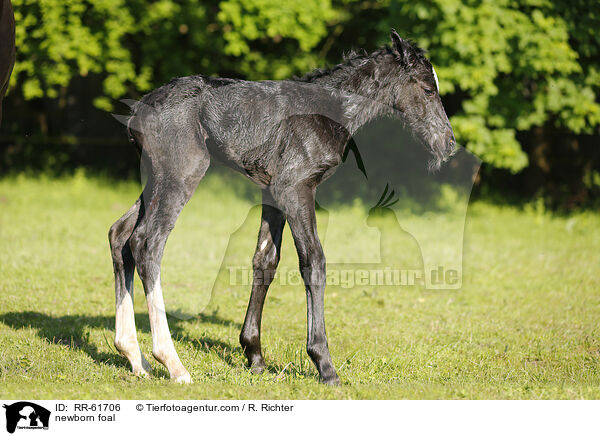 newborn foal / RR-61706