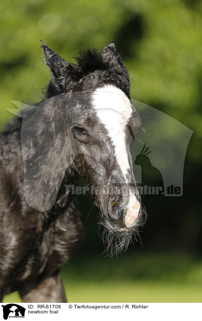newborn foal / RR-61708