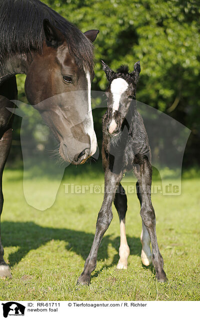 newborn foal / RR-61711