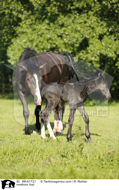 newborn foal / RR-61721