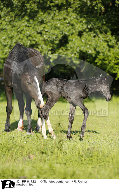 newborn foal / RR-61722