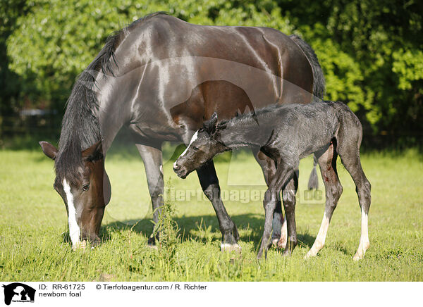 newborn foal / RR-61725