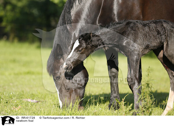 newborn foal / RR-61728